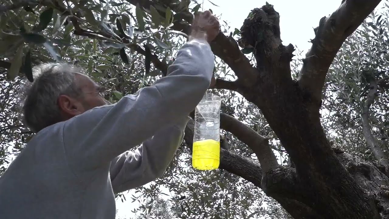 Καταπολέμηση δάκου
