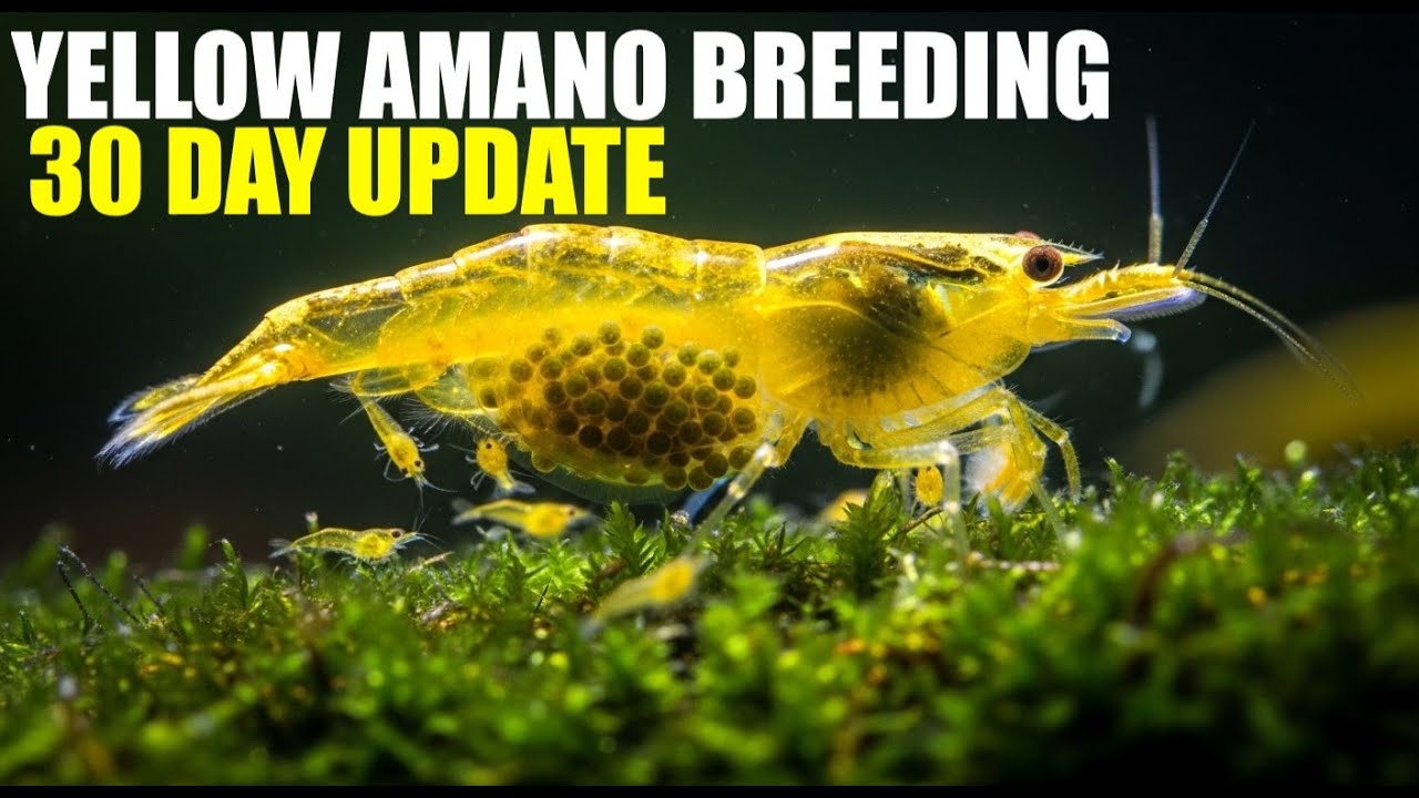 How to Breed Lemon Yellow Amano Shrimp: Easy Low-Tech 4K Guide