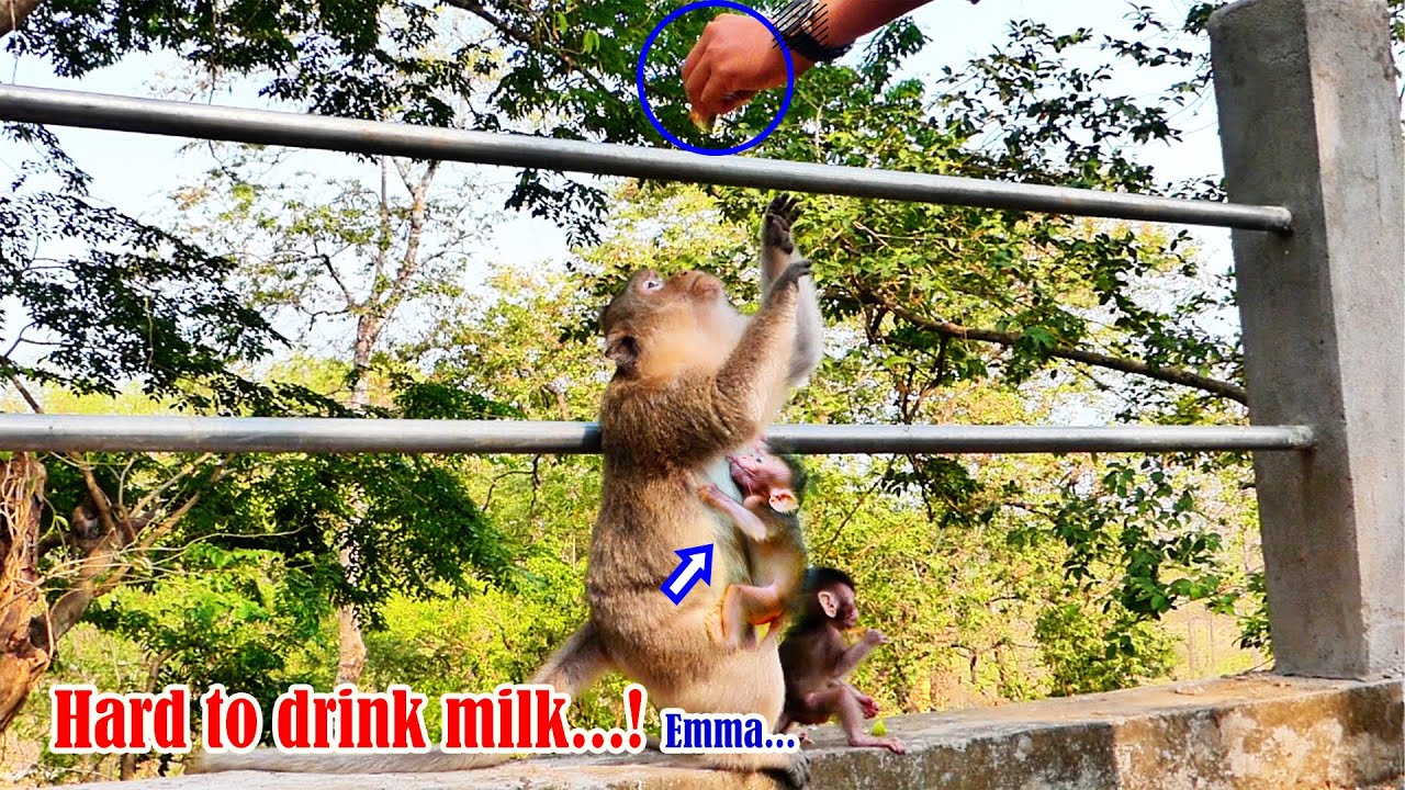 Heartbreaking to tiny baby monkey Emma mother Emila makes it hard for her to drink milk to get food