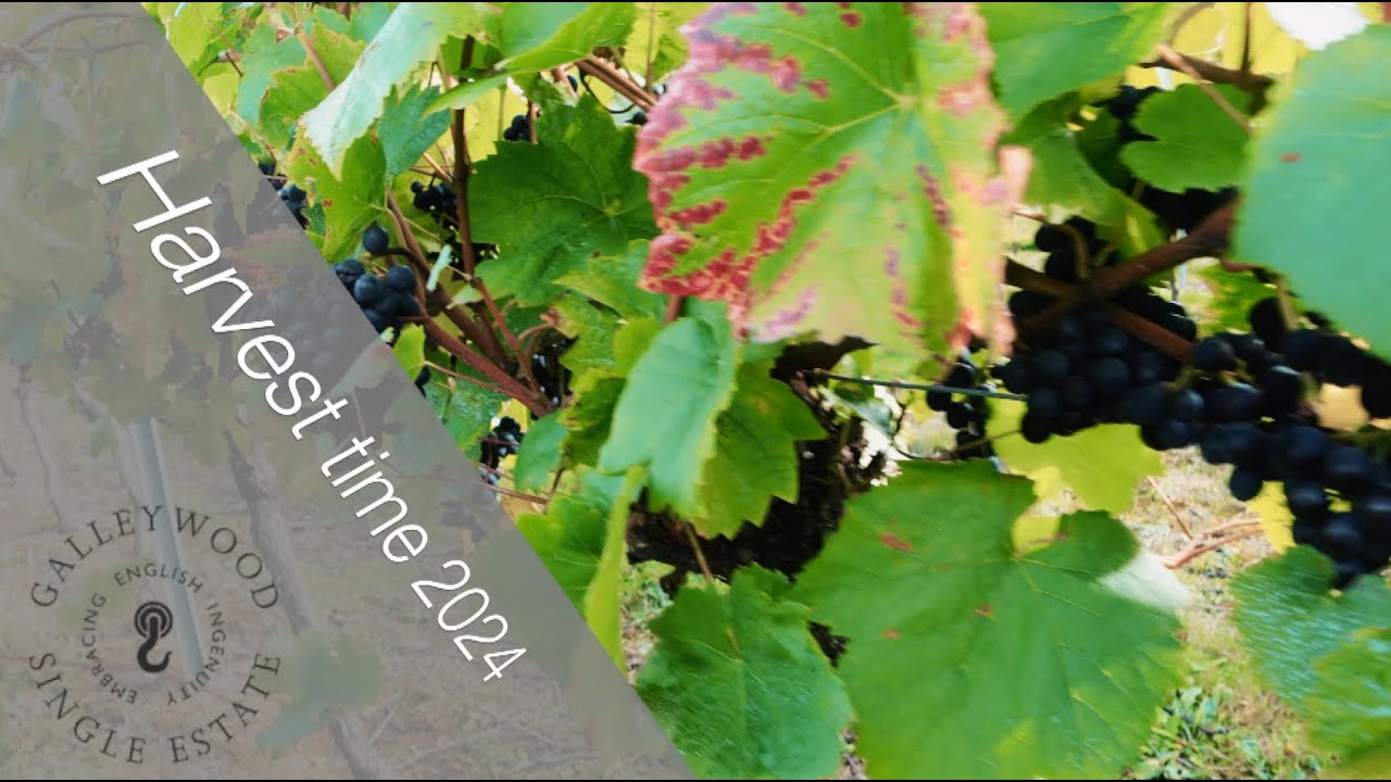Galleywood Vineyard