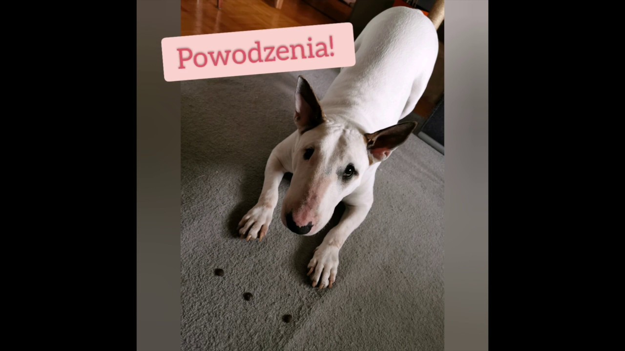 Jak nauczyć psa sztuczki ukłon?