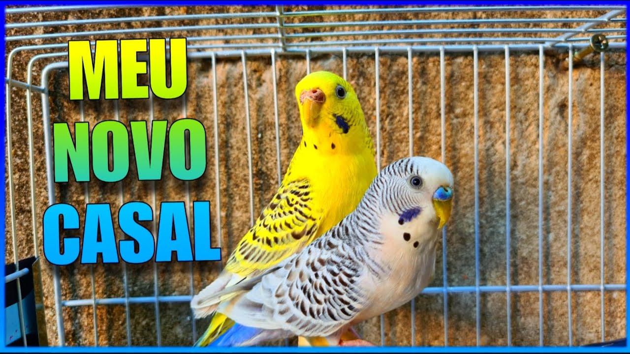 COMO FORMAR UM CASAL DE PERIQUITO E TER SUCESSO NA CRIAÇÃO