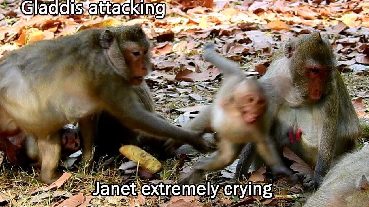 Breaking news! Gladdis attack Janet out mom, Gladdis hate Janet steal milk Janna, Janet escape fast