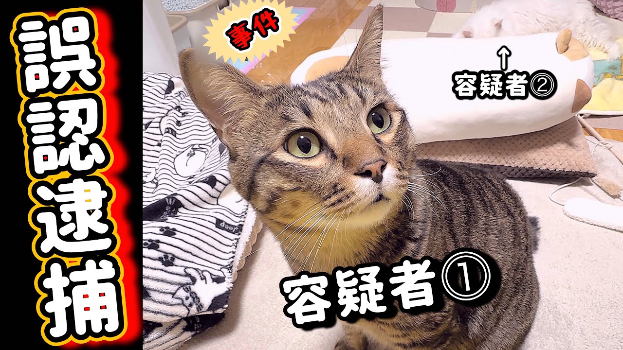 【出っ歯猫そうた】犯人はこの猫だと思ったら…完全に冤罪でした