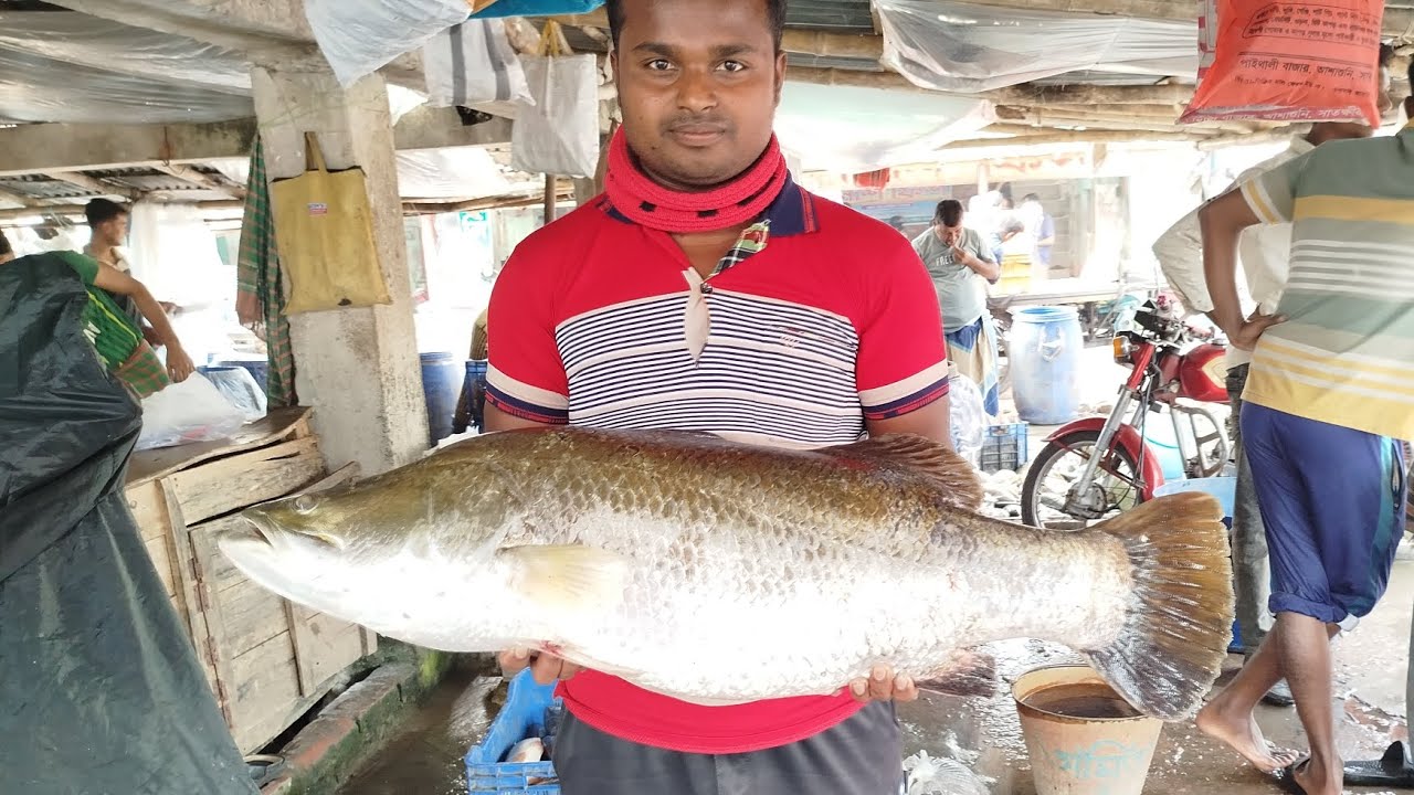 সাতক্ষীরা জেলা মহেশ্বর কাটি মাছ বাজারের আজকের বাজার দর কেমন যাচ্ছে দেখুন ভিডিওর মাধ্যমে 