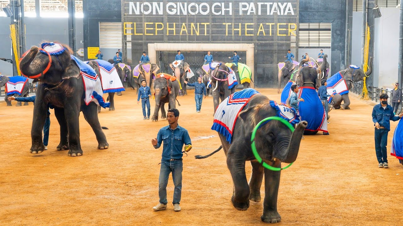 Thailand Vlogs: Amazing Elephant Talents at Nong Nooch Garden Pattaya