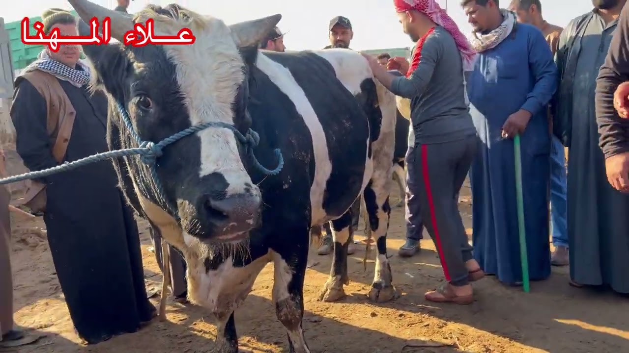 المزاد العجول الثكيلة هذا الفديو قبل جمعتين يعني قبل اسبوعين في جوبة البصرة قرب جسر الزبير