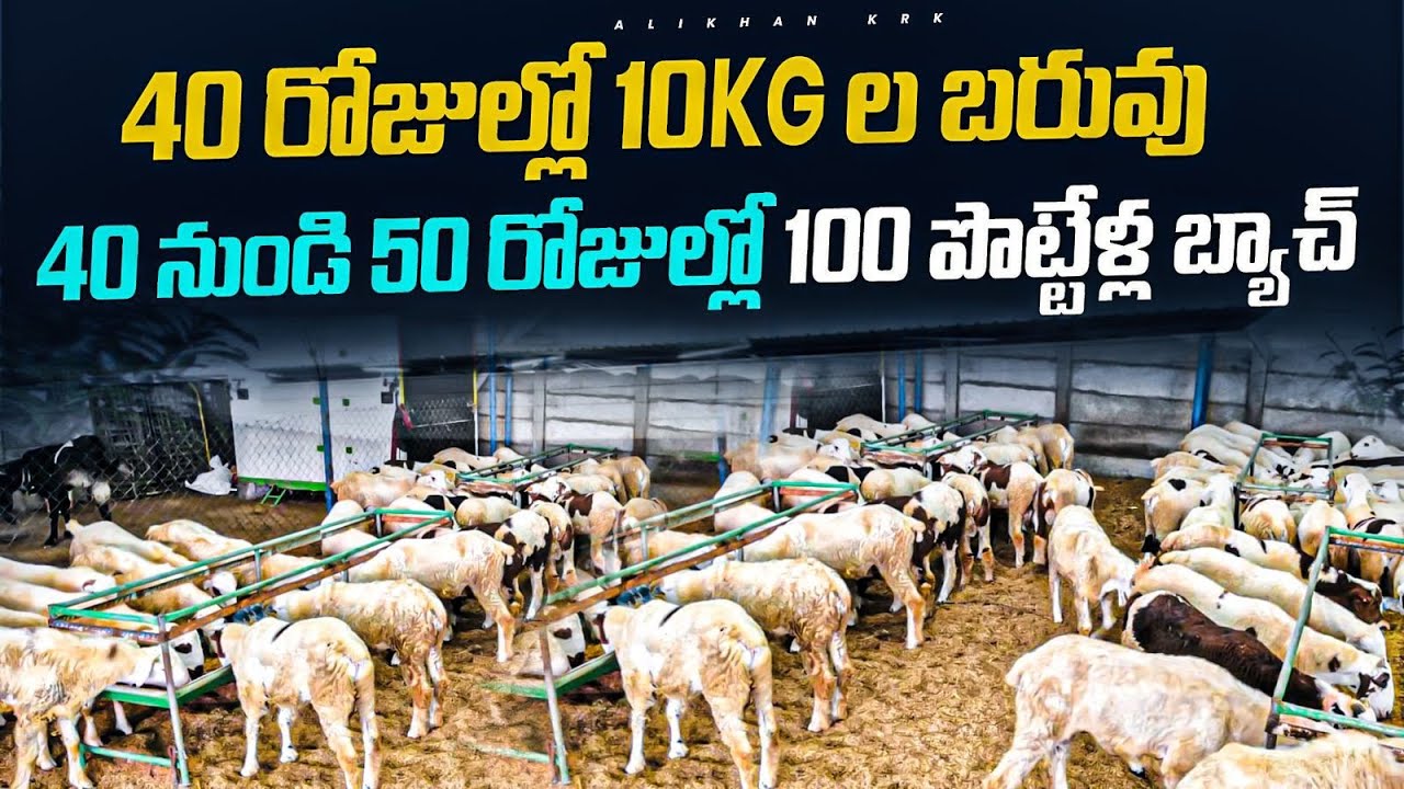పచ్చి మేత ఎండు మేత లేకుండా TMR దాణ తో 100 పొట్టేళ్ళ పెంపకం / sheep farming in Telugu alikhankrk
