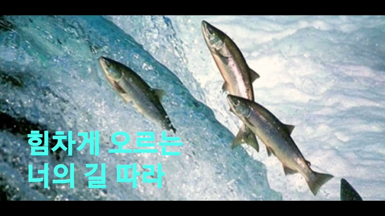 연어야 연어야 (동요)