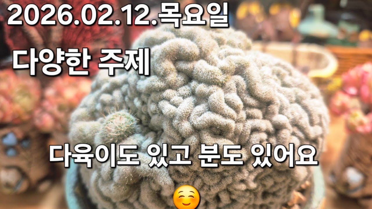 고양 구름다육 라이브 방송