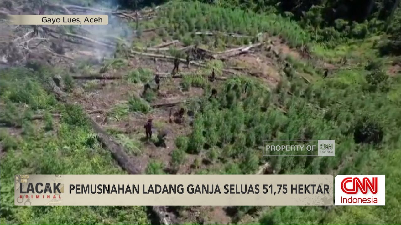 Penemuan Ladang Ganja 51,75 Ha di Aceh, 5 Jam Perjalanan ke Lokasi