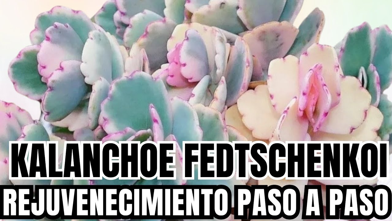 REJUVENECIMIENTO DE SUCULENTAS: Kalanchoe fedtschenkoi