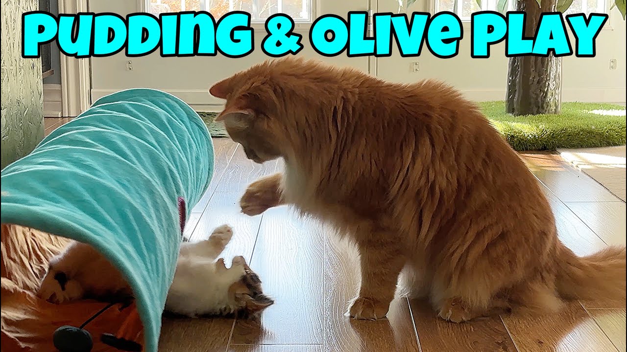 Pudding And Olive Play