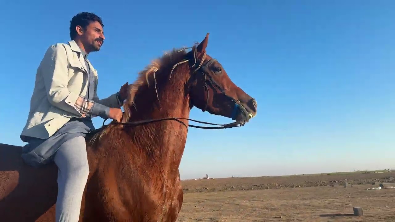 هذب ٢٥ كيلو مستمر على حصاني كنز 💔 تمرين لسباق القدرة والتحمل 