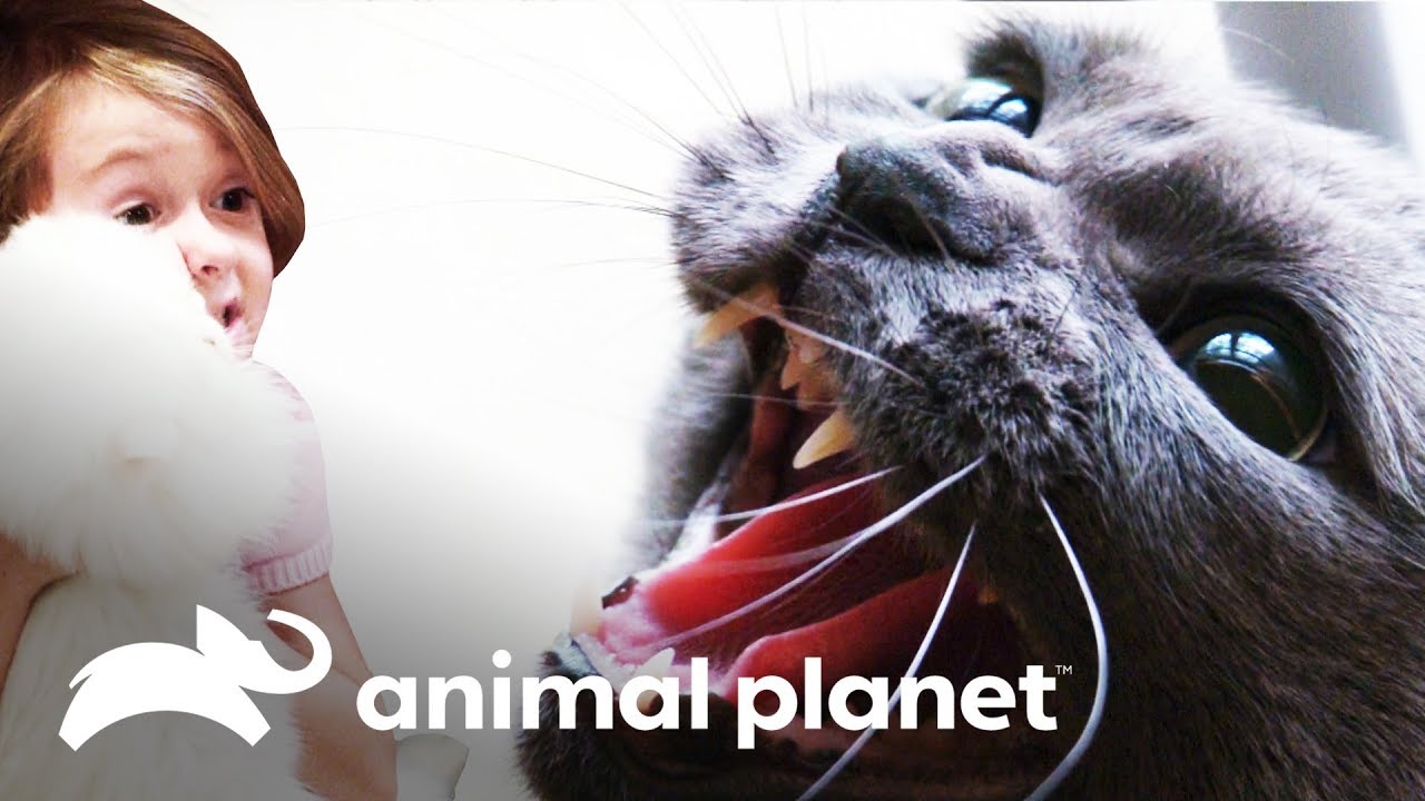 Gata tem medo de menina de 5 anos | Meu Gato Endiabrado | Animal Planet Brasil