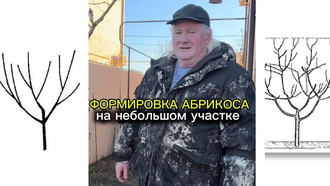 Варианты формировки абрикоса на небольшом участке 