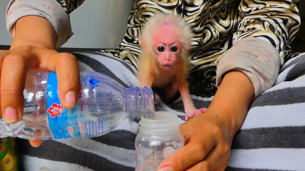 The mother is preparing milk for her child to eat because the child is hungry, and the child 