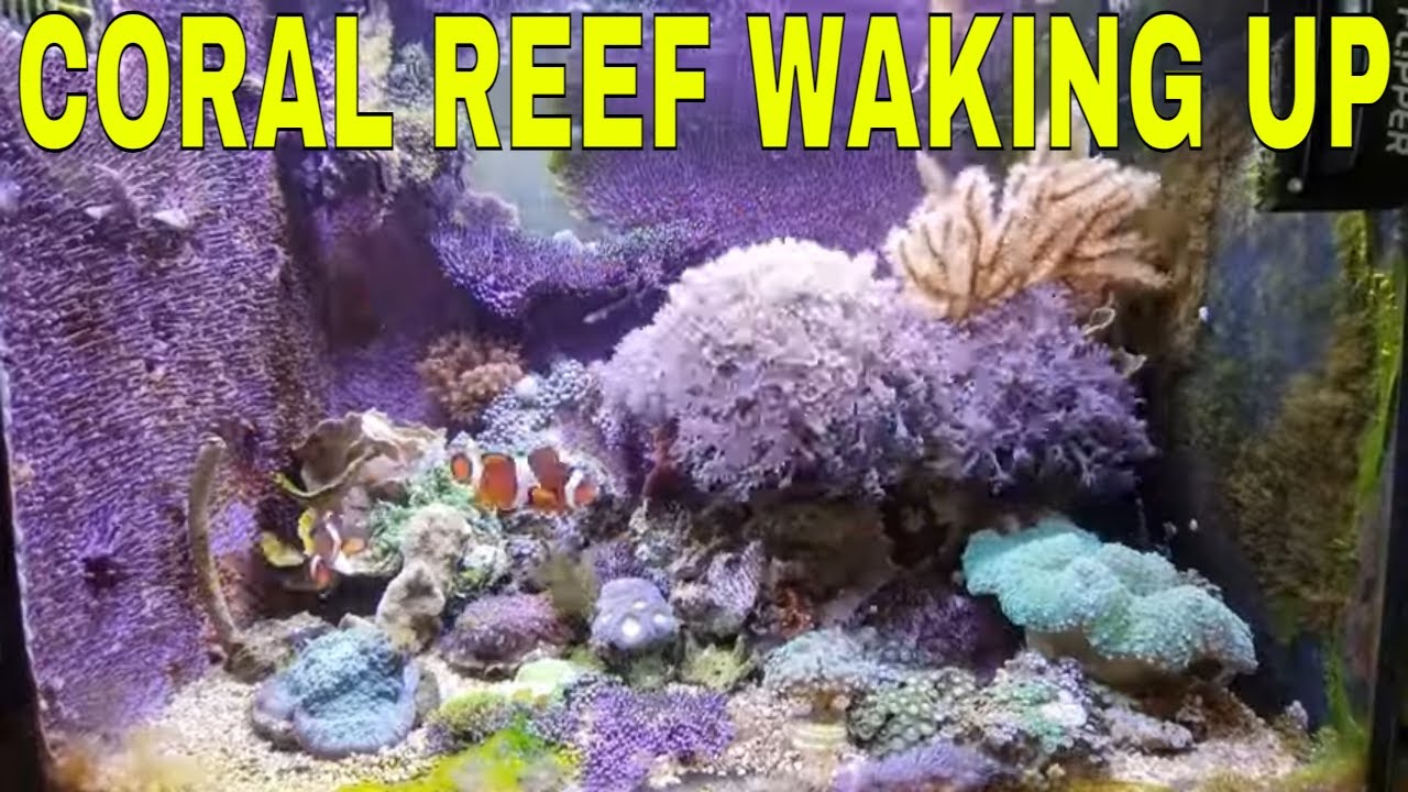 Mini Coral Reef Coming To Life