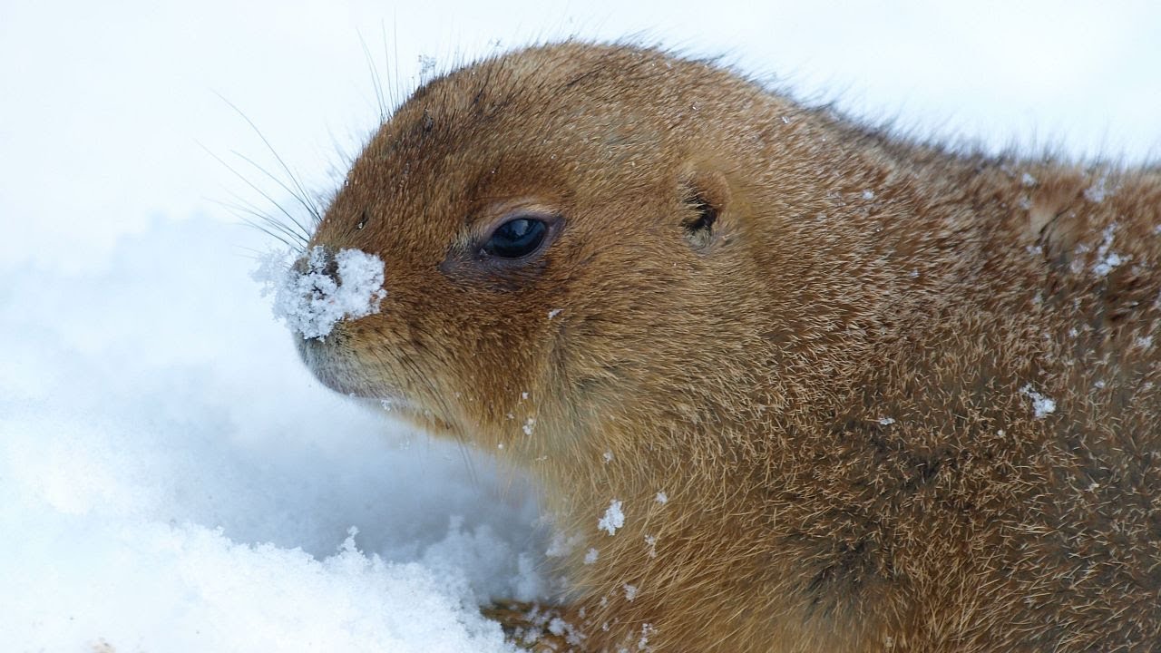 Winterspaziergang durch den Erlebnis-Zoo Hannover