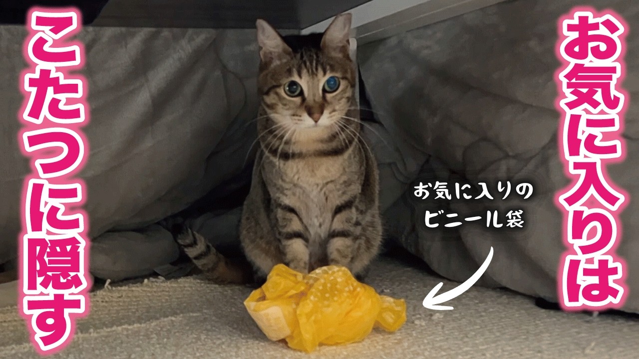 気に入った物をせっせとコタツに運び込むようになった猫がかわいい