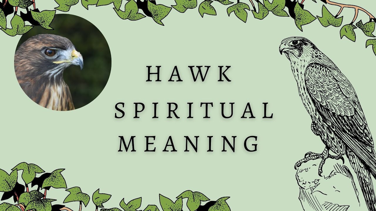 5 Reasons For Seeing The Hawk Spirit Animal | Hawk Spiritual Symbolism