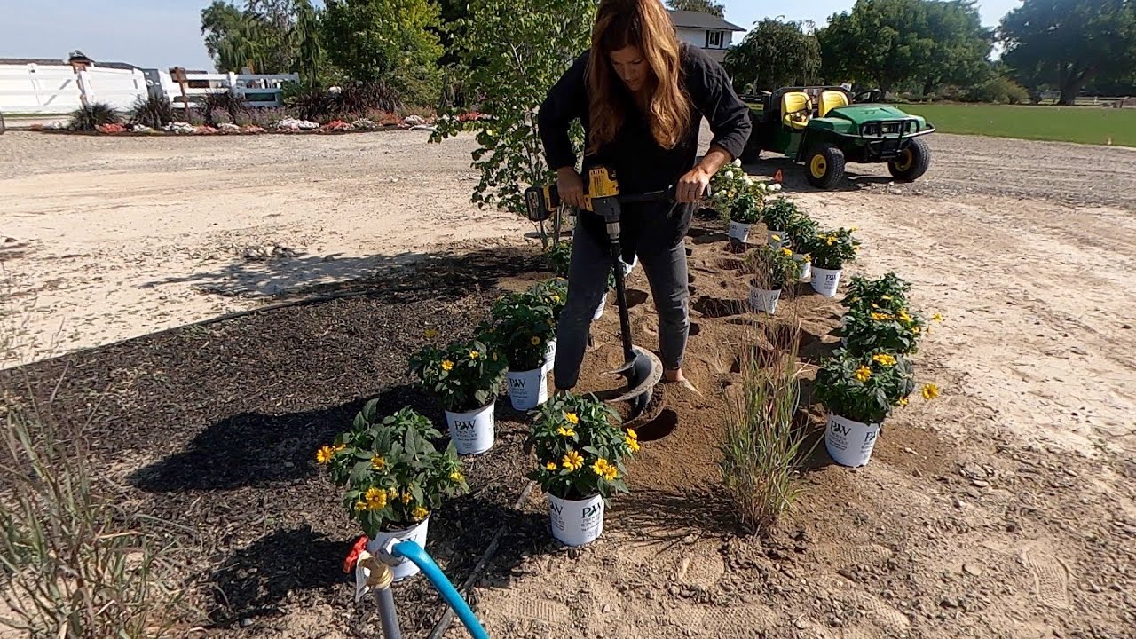 Planting Heliopsis & Harvesting Artichokes to Dry! 🌼💜 // Garden Answer