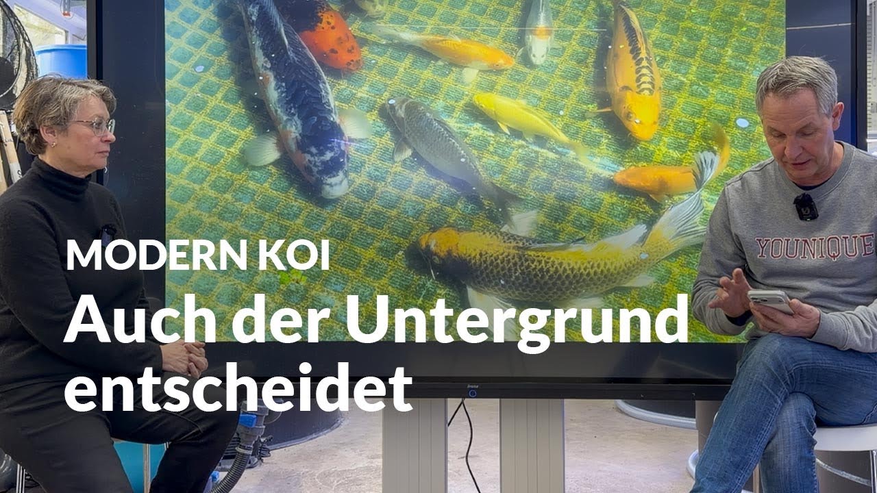 Warum Koi ihre Farbe je nach Umgebung verändern | Modern Koi Blog #7918