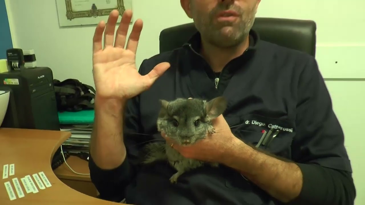 Il Chinchillà