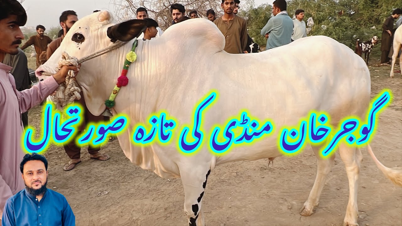 Gujar, Khan Mandi | Bakra Eid Mondi |Gujar Khan new update Mondi 2025