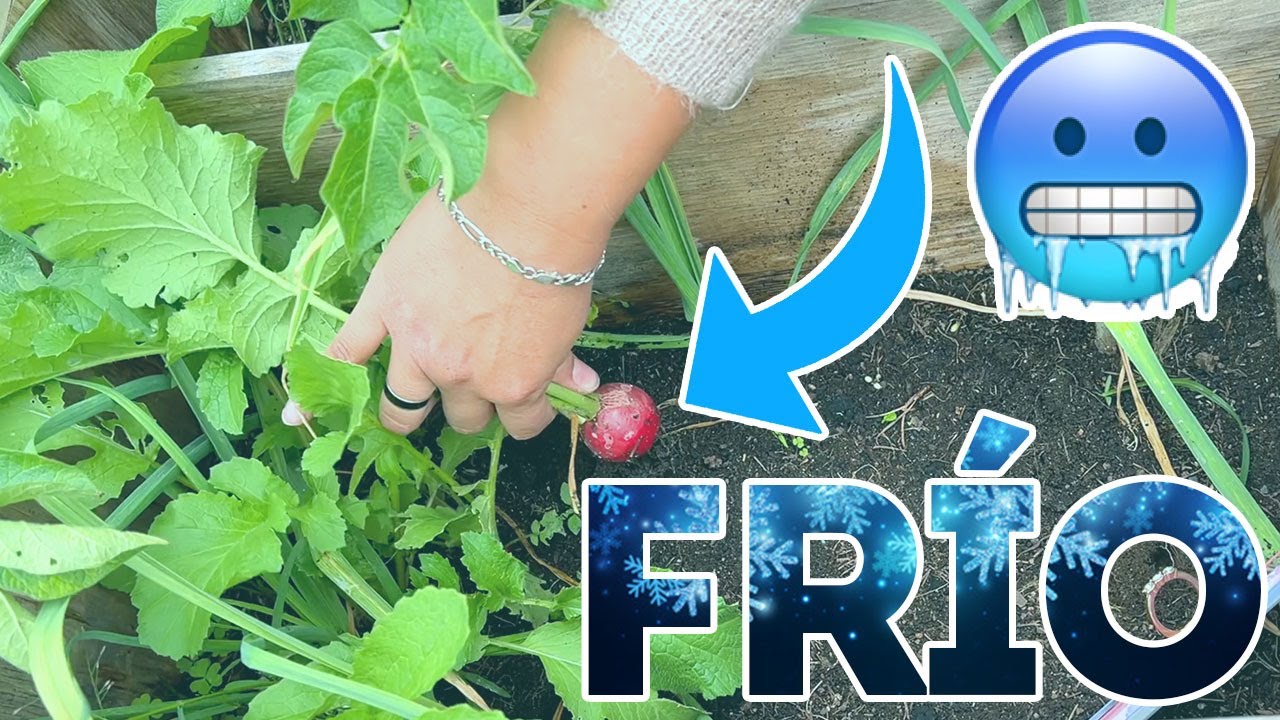 🌦 HORTALIZAS Ideales para SEMBRAR en CLIMAS FR&Iacute;OS  y TEMPLADOS 🥬