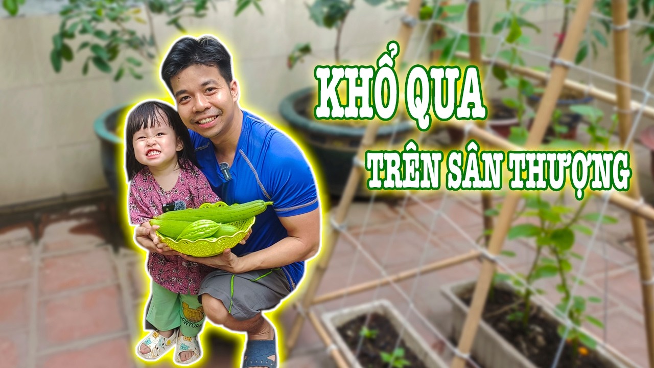 Thu Hoạch Khổ Qua Vườn Sân Thượng ❤️ Gia Đình Bánh Mì