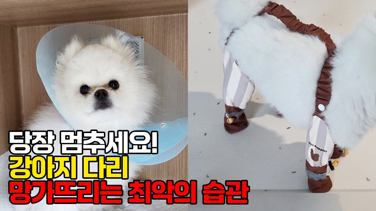 사랑해서 매일 했을 뿐인데 강아지 슬개골 작살난 이유