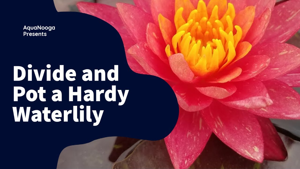 Dividing and Potting a Hardy Waterlily