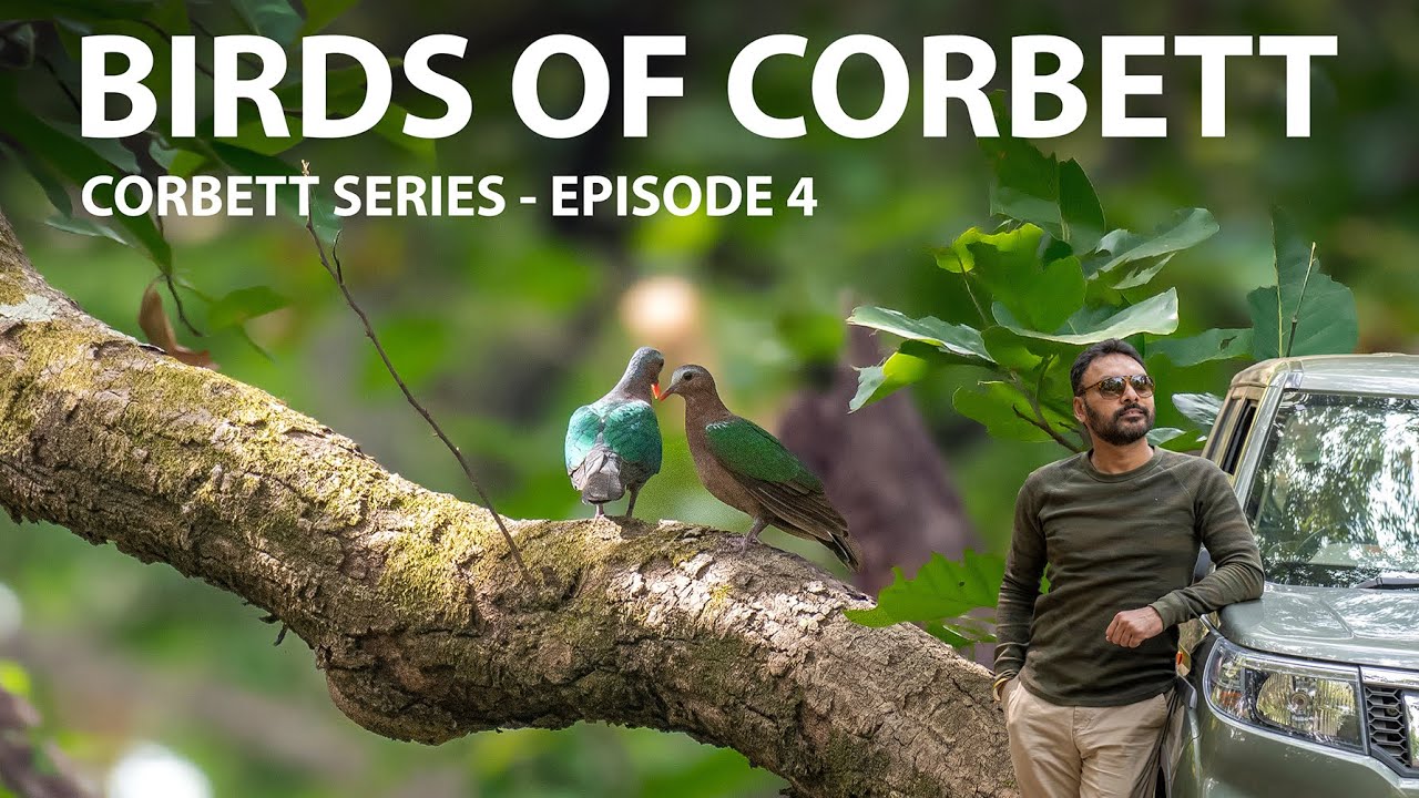 Watch Birds of Corbett | Tiger Tracking | #birds #wildlife #animals #birding #tigers | Jungle Safari