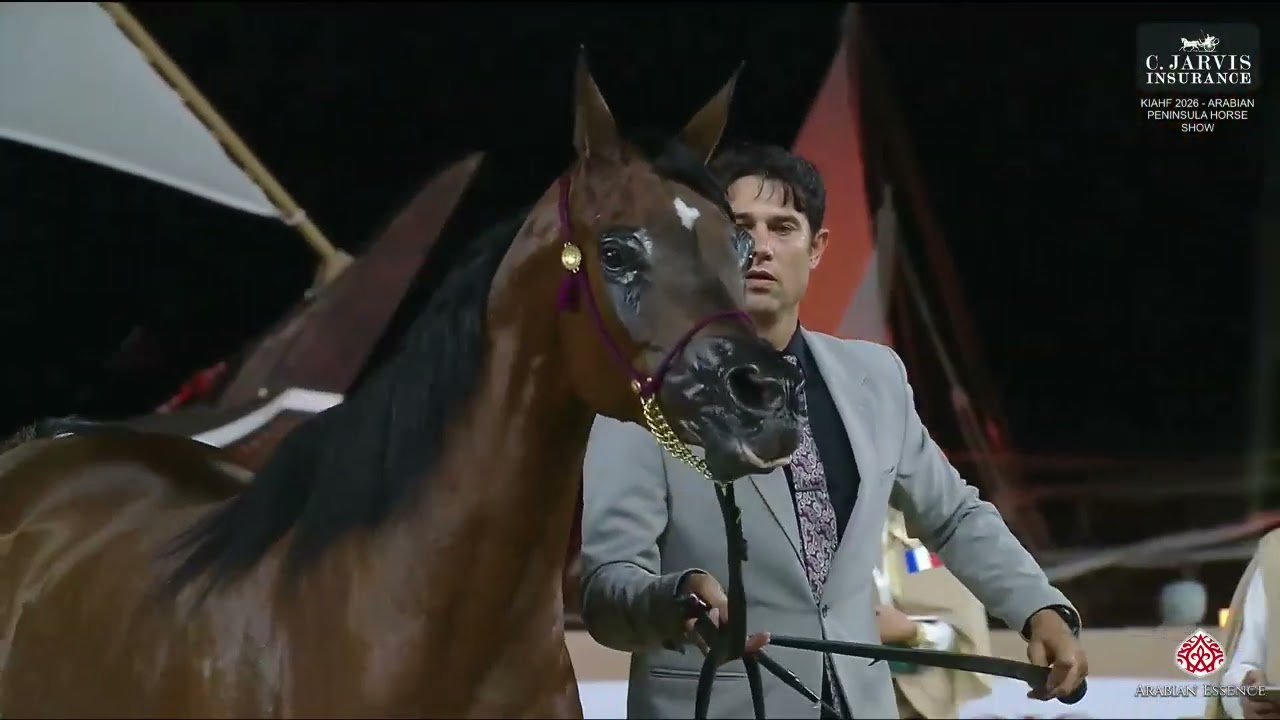 N 125 HELALA AL ZOBAIR   KIAHF 2026   Arabian Peninsula Horse Show   Senior Mares 4+ Years Old B Cla