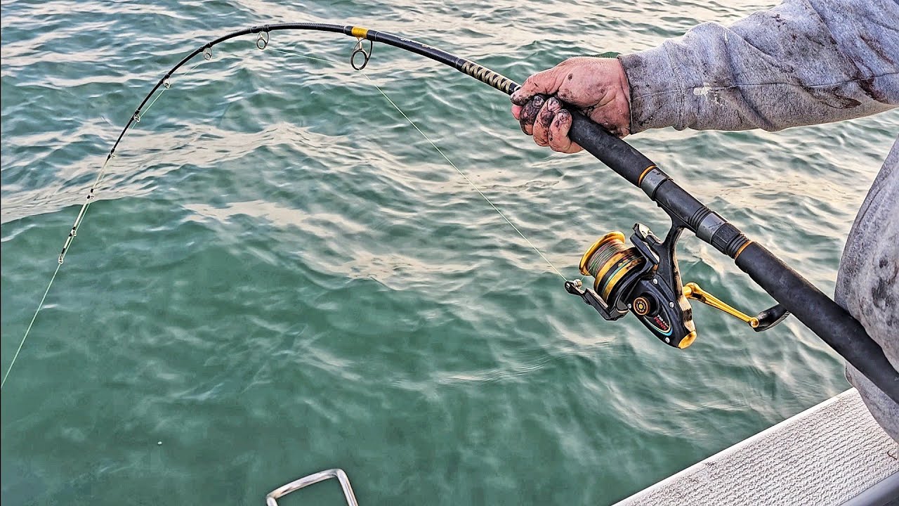 Early Season - Westernport Whiting & Snapper Fishing