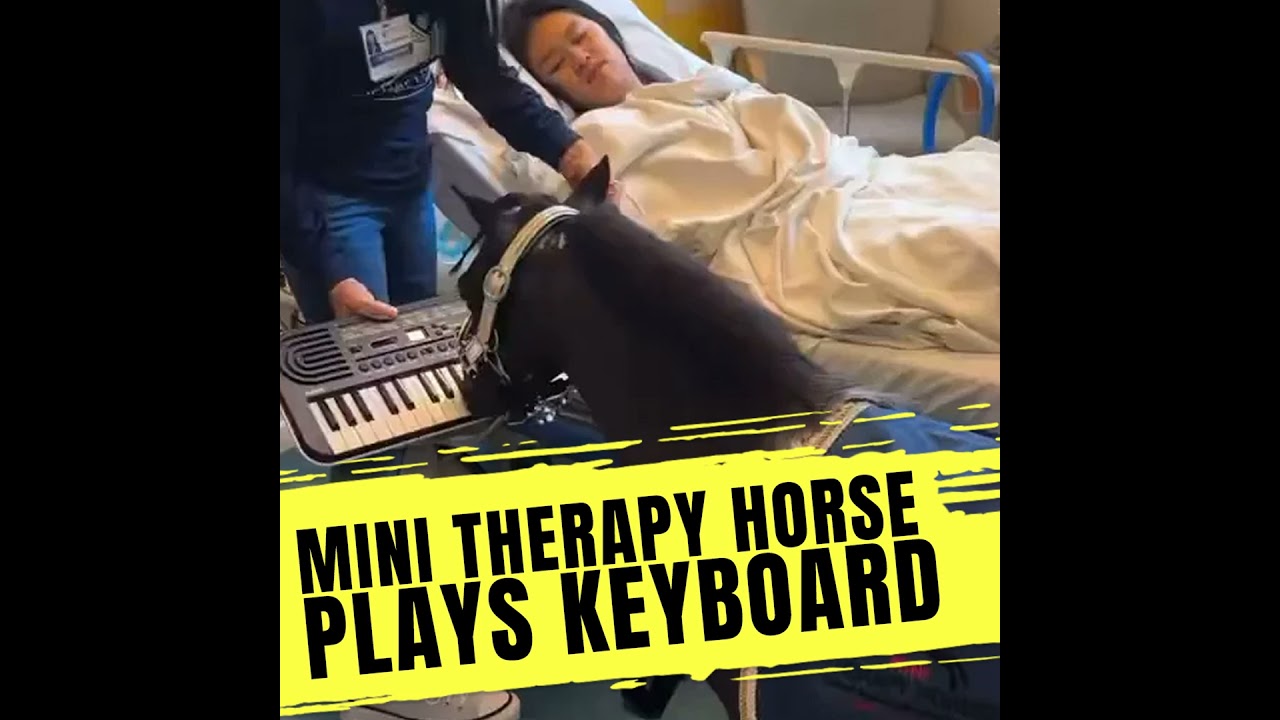 🐴 Mini Therapy Horse Wakes Children Out Of Anaesthesia By Playing The Keyboard