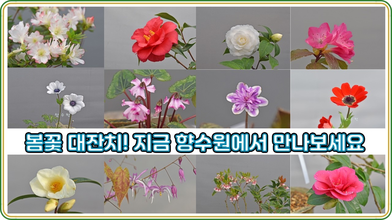 # 동백# 등 #봄꽃  대잔치