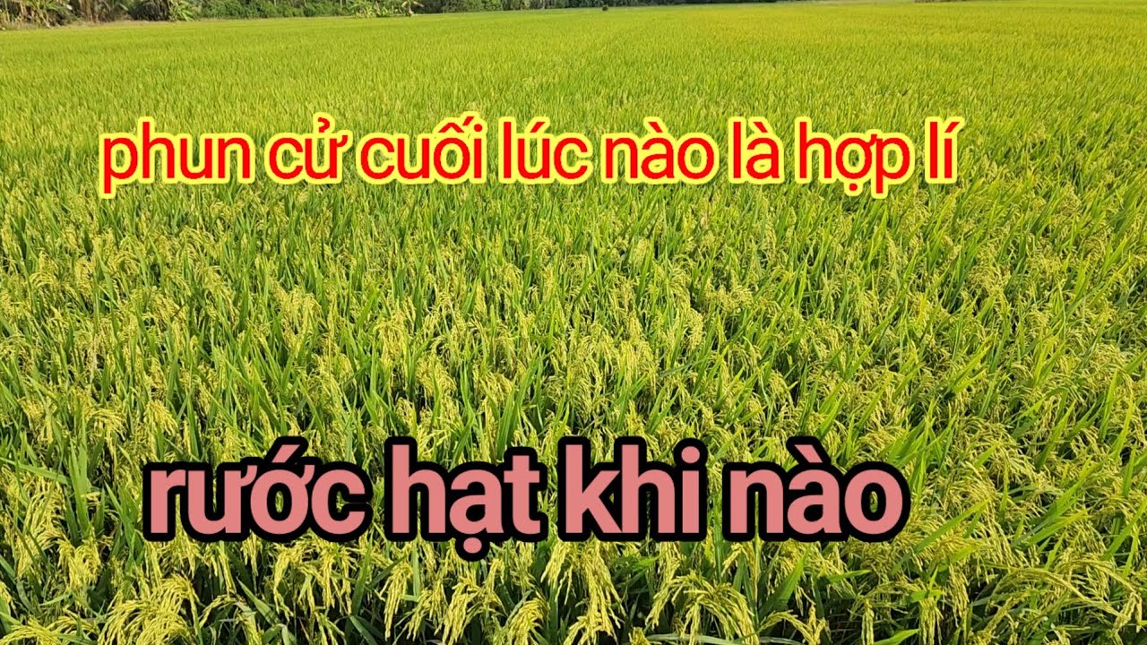 Om 18 đông xuân 2026/PHUN GÌ cho cử cuối giúp giúp lúa NẶNG KÍ-CHẮC HẠT-SÁNG BÔNG