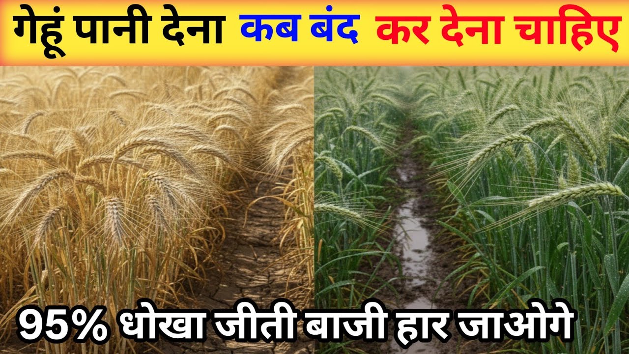 गेहूं में कितने दिन पहले पानी लगाना बंद कर देना चाहिए l 95% किसान धोखा खा जाते हैं l kam paidavar 