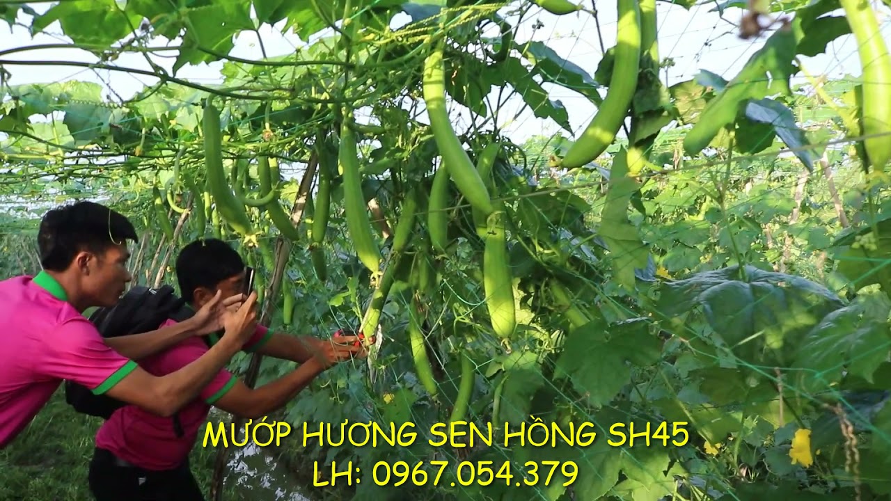 MƯỚP HƯƠNG SEN HỒNG SH45 TRỒNG TẠI BẾN TRE, TRÁI DÀI 30CM, CÂY KHỎE, KHÁNG BỆNH TỐT, NĂNG SUẤT CAO