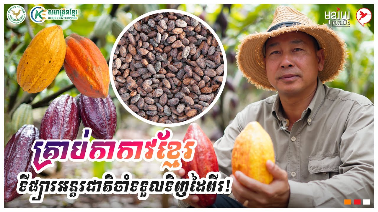 គ្រាប់កាកាវខ្មែរ ទីផ្សារអន្ដរជាតិចាំទទួលទិញដៃពីរ! | កម្មវិធីមុខរបរស្រុកយើង