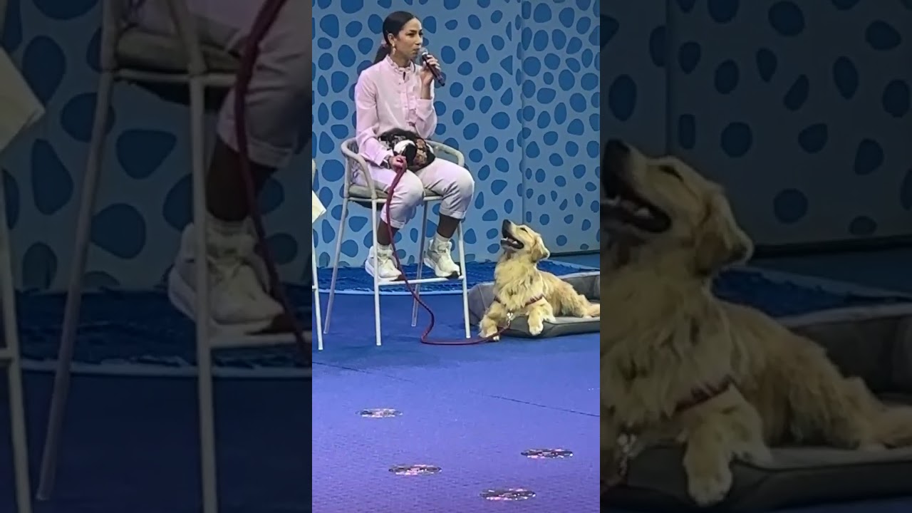 ICON OF THE SEAS  ROVER CHIEF DOG OFFICER LIVE Q&A WITH NATALIA