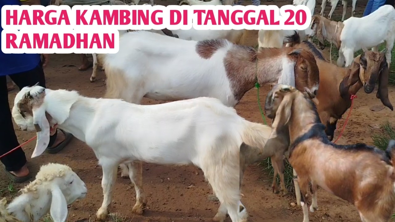 HARGA KAMBING DI TANGGAL 20 RAMADHAN 