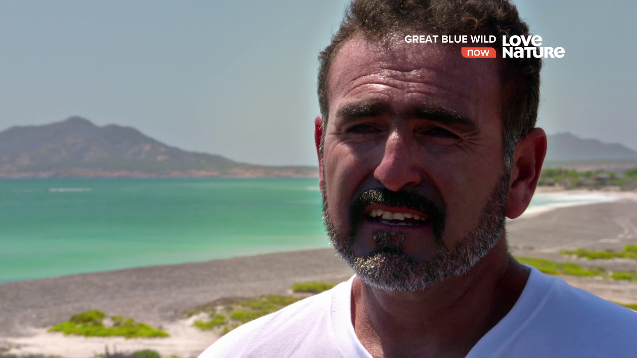Великие океаны / Great Blue Wild / Сезон 2 Серия 1 Море Кортеса / Sea of Cortez 4К