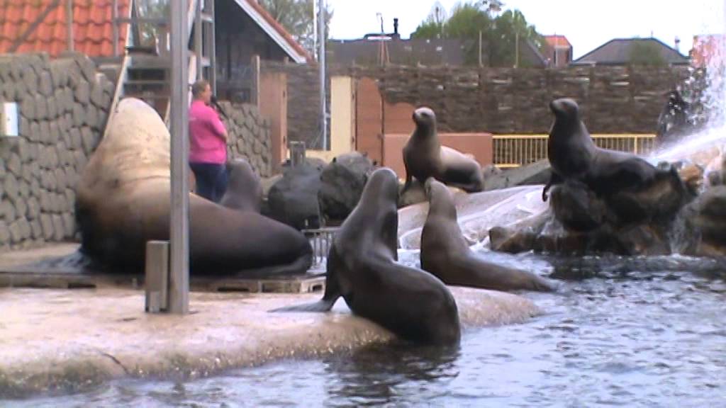 Steller Sea Lion Show | Dolfinarium Harderwijk
