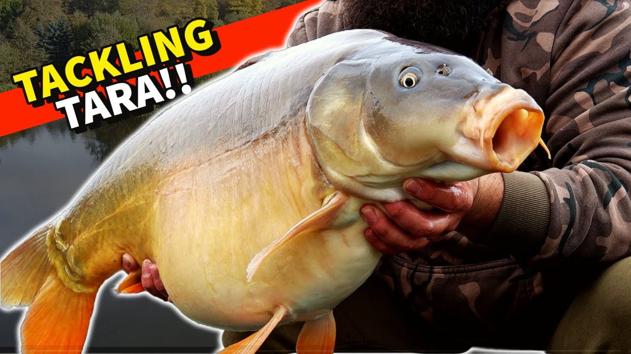 TACKLING TARA LAKE !! CUDMORE FISHERIES CARP FISHING 2023 !!!