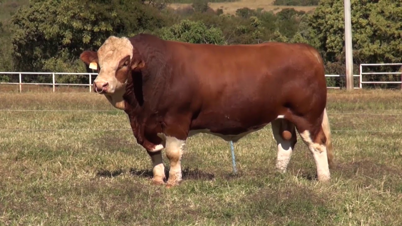 Programa 11 Campo de México, El ganado Simenthal, su historia y características