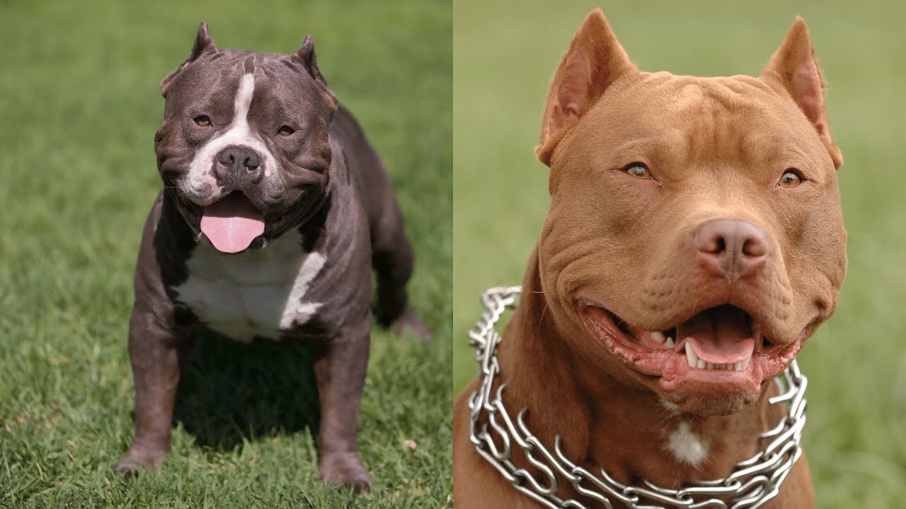 Pitbulls Being Wholesome EP.39 | Funny and Cute Pitbull Compilation