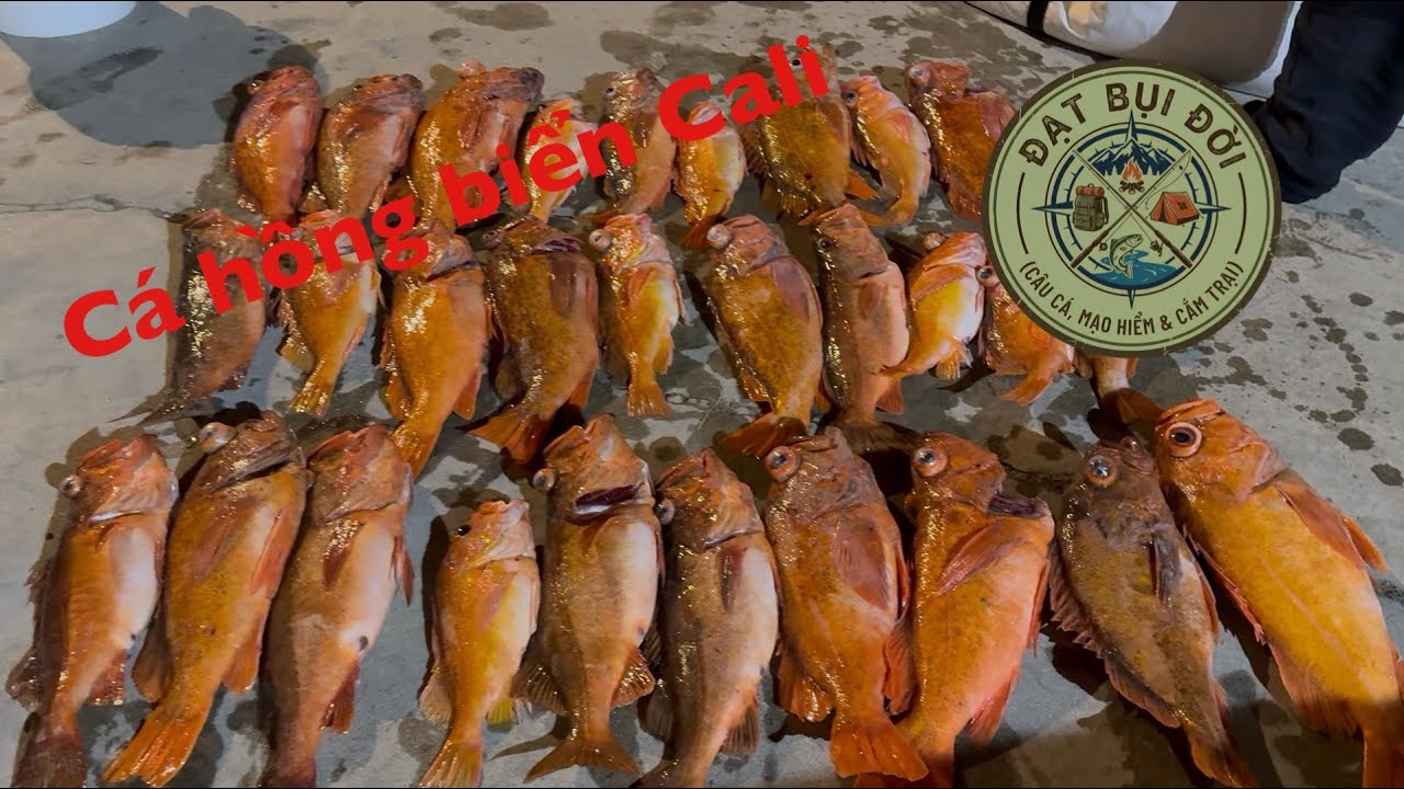 Chuyến đi câu cá khép lại mùa cá hồng tại California 🎣